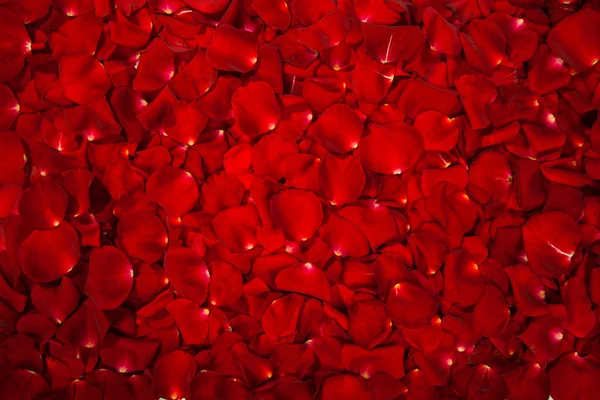 Bakgrund av röda rosenblad — Stockfoto