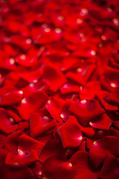 Fond de pétales de rose rouge — Photo