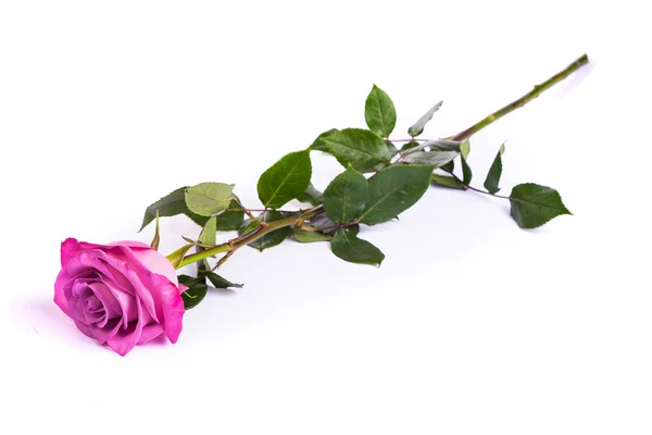 Eine frische rosa Rose auf weißem Hintergrund — Stockfoto