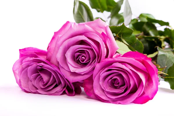 Three fresh pink roses over white background — Stock Photo, Image