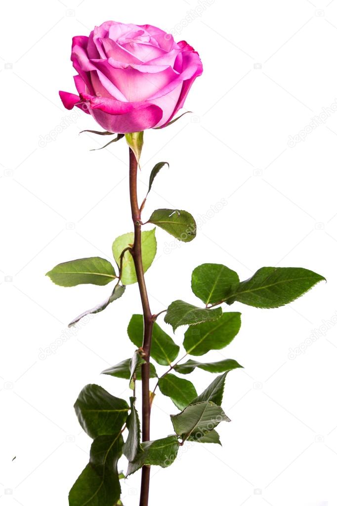 One fresh pink rose over white background