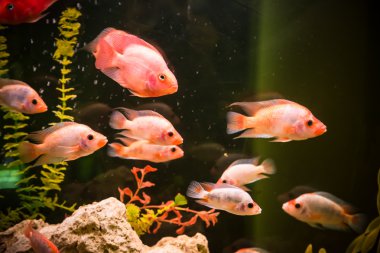 ttropical tatlı su Akvaryum balıkları ile
