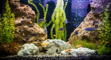 ttropical tatlı su Akvaryum balıkları ile