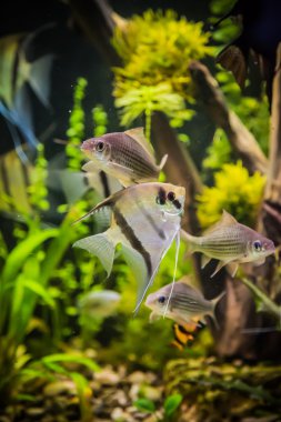 Freshwater aquarium with fish pterophyllum scalare clipart
