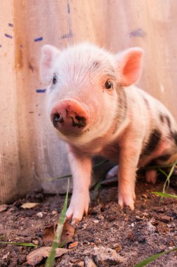 sevimli bir çamurlu piglet açık havada çiftlikte çalışan bir close-up.