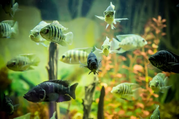 Aquário tropical de água doce com peixes — Fotografia de Stock