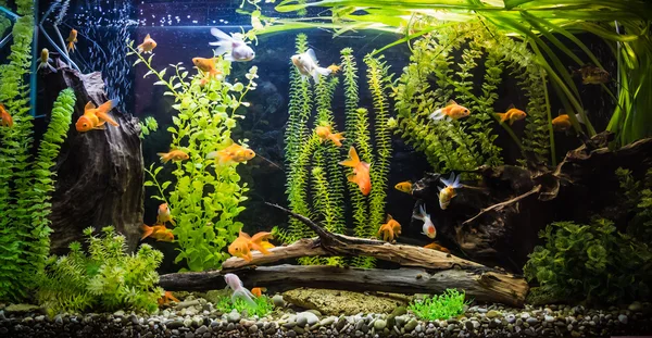 Acuario tropical de agua dulce con peces — Foto de Stock