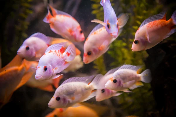 Acuario tropical de agua dulce con peces —  Fotos de Stock