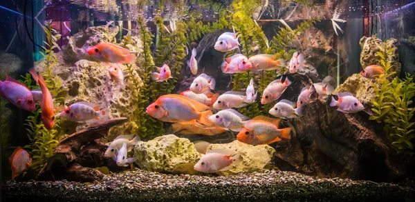 Ttropical freshwater aquarium with fishes — Stock Photo, Image