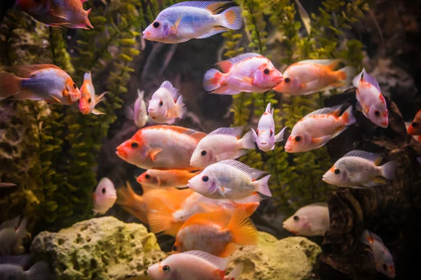 Aquarium d'eau douce tropicale avec poissons — Photo