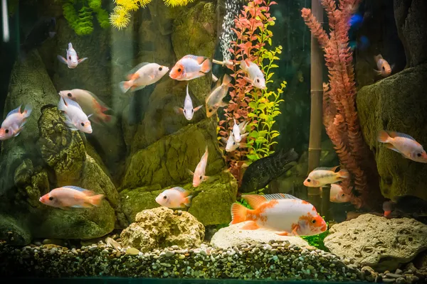 Aquarium d'eau douce tropicale avec poissons — Photo