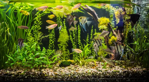 Acuario tropical de agua dulce con peces —  Fotos de Stock