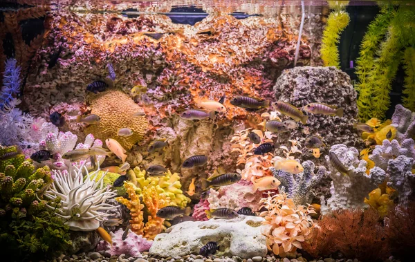 Acquario d'acqua dolce tropicale con pesci — Foto Stock