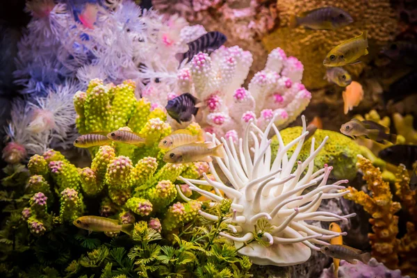 Ttropical freshwater aquarium with fishes — Stock Photo, Image