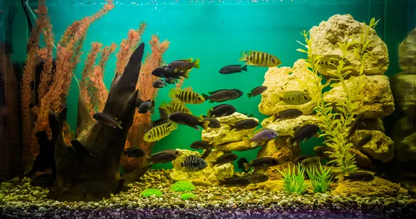 Aquário tropical de água doce com peixes — Fotografia de Stock