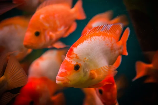 Aquarium für Süßwasser mit Fischen — Stockfoto