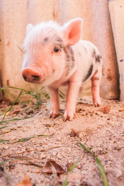 Primer plano de un lindo lechón fangoso corriendo al aire libre en la granja . — Foto de Stock