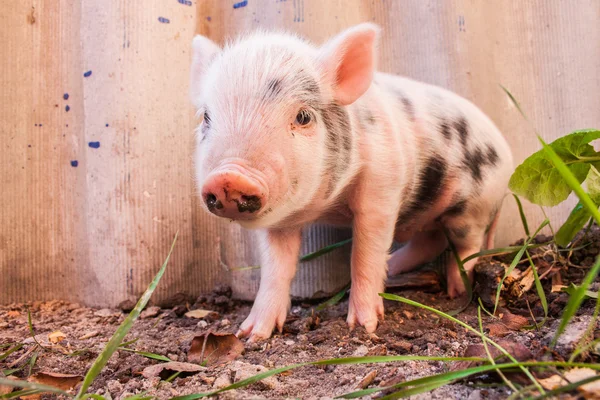 在农场上到处户外可爱泥泞仔猪的特写. — 图库照片