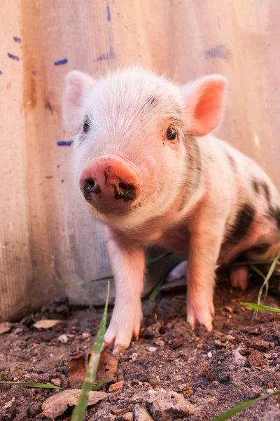 Primer plano de un lindo lechón fangoso corriendo al aire libre en la granja . — Foto de Stock