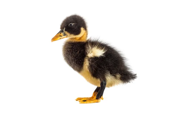 Een zwarte eendje geïsoleerd op een witte achtergrond — Stockfoto