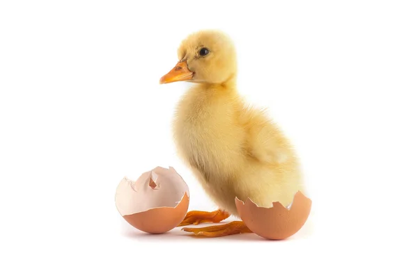 Yellow small duckling with egg on a white — Stockfoto