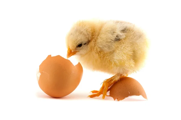 The yellow small chicks with an egg — Stock Photo, Image