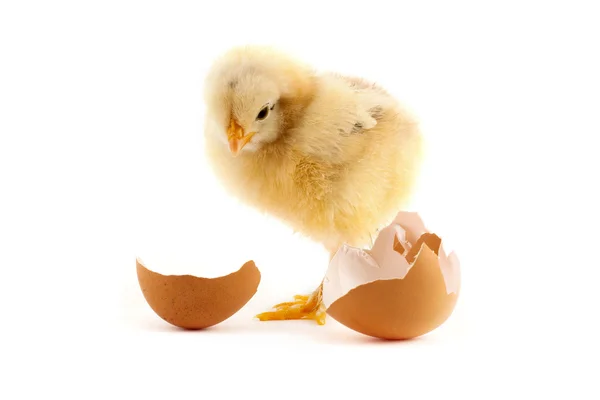 Жовті маленькі пташенята з яйцем — стокове фото