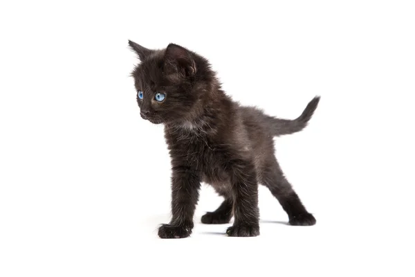 Leuk zwart katje op een witte achtergrond — Stockfoto