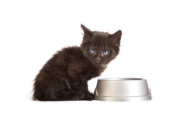 吃猫食在白色背景上的黑色小猫 — 图库照片