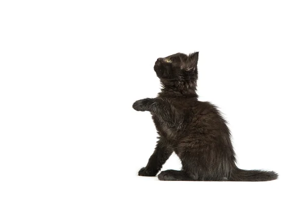 Lindo gatito negro sobre un fondo blanco — Foto de Stock