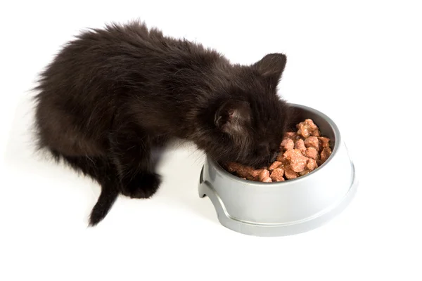 Zwarte kitten kat eten op een witte achtergrond — Stockfoto