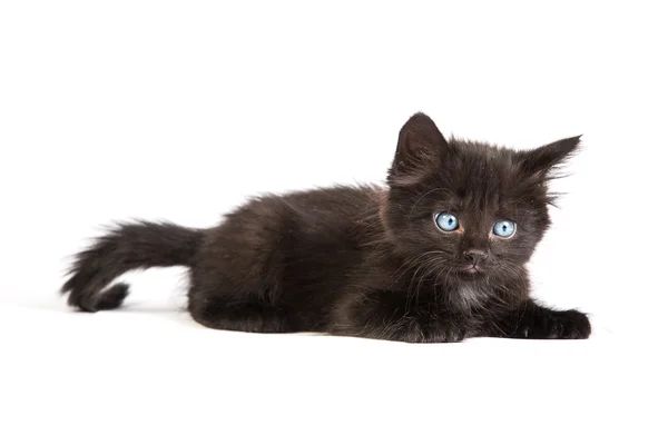 Beyaz zemin üzerinde sevimli siyah yavru kedi — Stok fotoğraf