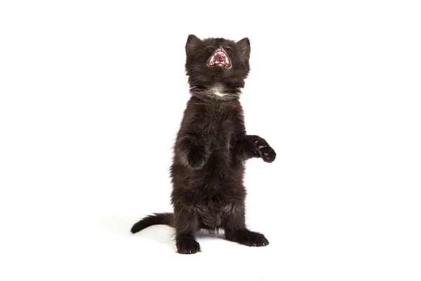 Lindo gatito negro sobre un fondo blanco — Foto de Stock