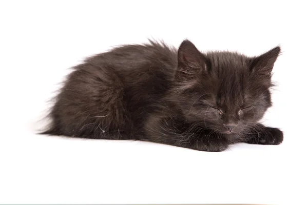 Leuk zwart katje op een witte achtergrond — Stockfoto