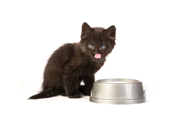 Beyaz bir arka plan üzerinde siyah yavru kedi içecek süt — Stok fotoğraf