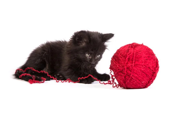 Zwart katje spelen met een rode bal van garen op witte achtergrond — Stockfoto