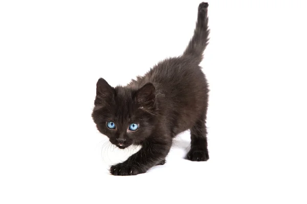 Cute black kitten on a white background — Stock Photo, Image