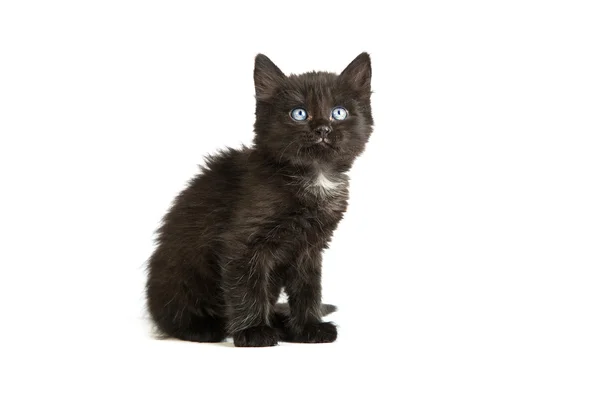 Cute black kitten on a white background — Stock Photo, Image