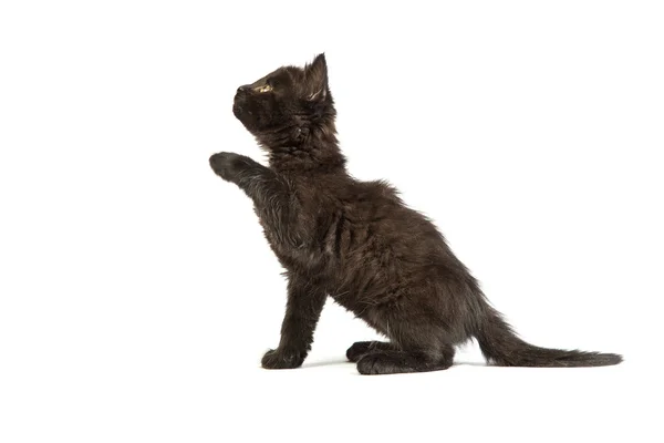 Lindo gatito negro sobre un fondo blanco — Foto de Stock