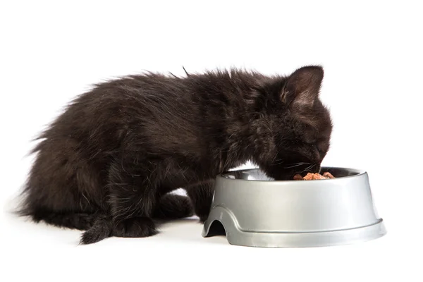 Kedi maması yemek beyaz bir arka plan üzerinde siyah yavru kedi — Stok fotoğraf