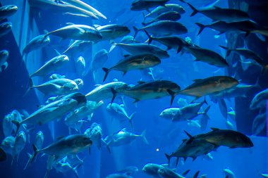 coral reef akvaryum tropikal balık