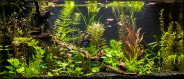 ttropical tatlı su Akvaryum balıkları ile