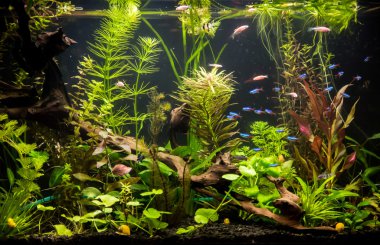 ttropical tatlı su Akvaryum balıkları ile