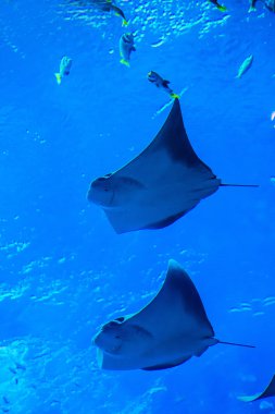 Vatoz balığı. coral reef akvaryum tropikal balık