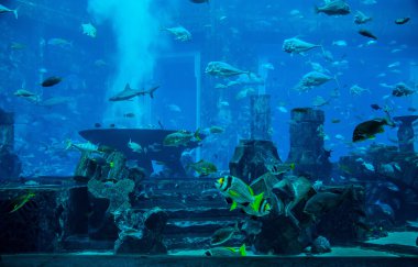 Vatoz balığı. coral reef akvaryum tropikal balık