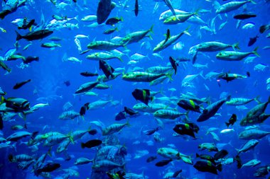 coral reef akvaryum tropikal balık
