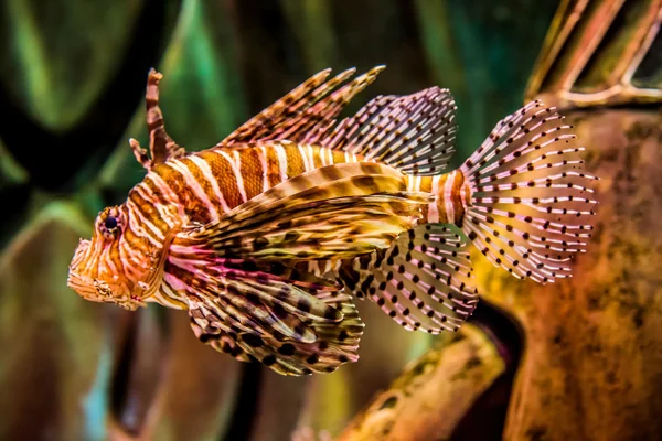 악의 찬 빨간 lionfish 볼을 닫습니다 — 스톡 사진