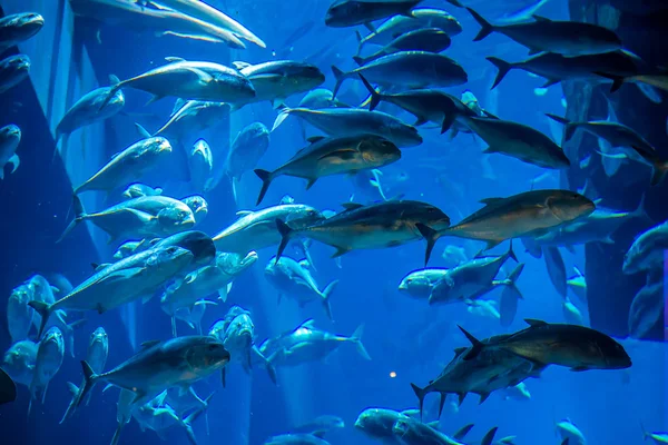 Aquarium tropical fish on a coral reef — Stock Photo, Image