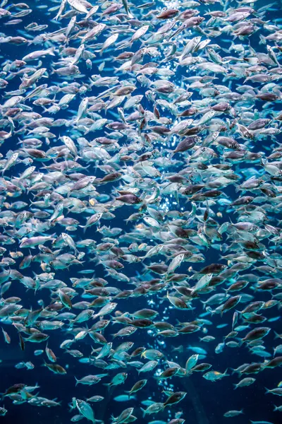 Aquarium tropical fish on a coral reef — Stock Photo, Image