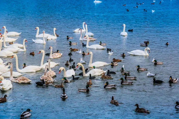 Много уток, лебедей на озере — стоковое фото